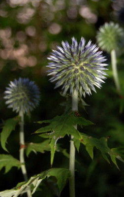 Echinops_DSC_0023.jpg