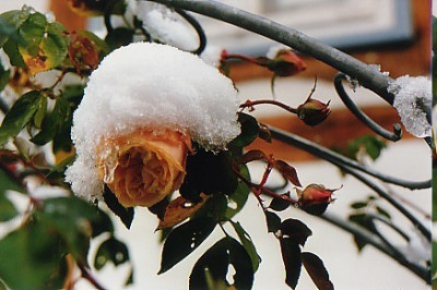 winterliche_gloire2.jpg