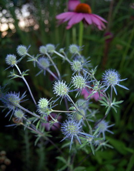 Eryngium_planum_DSC_0037.jpg
