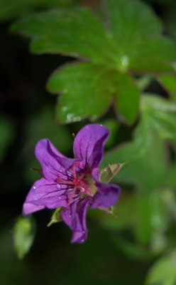 Geranium_Samling_DSC_0033.jpg