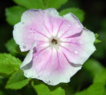 Lychnis_DSC_0022.jpg
