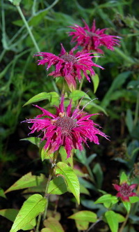 Monarde_DSC_0039.jpg