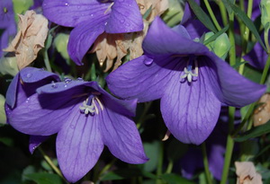Platycodon_grandifl._DSC_0025.jpg
