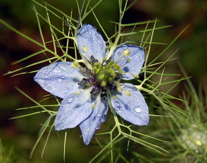 Nigella_DSC_0019.jpg