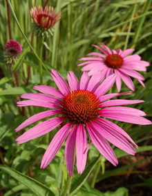 Echinacea_DSC_0007.jpg