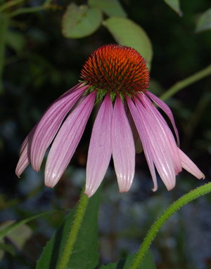 Echinacea_no_name_DSC_0020.jpg