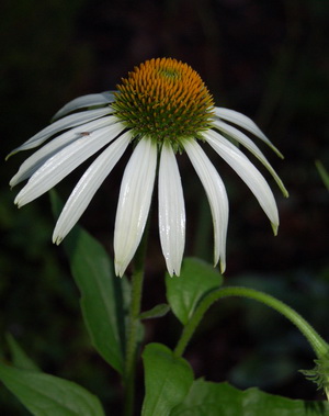 Echinacea_wei_DSC_0021.jpg