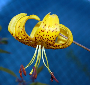 Lilium_leichtlinii_DSC_0016.jpg
