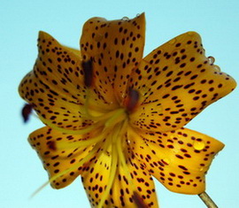 Lilium_leichtlinii1_DSC_0017.jpg