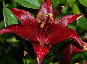 Lilium_Landini_DSC_0026.jpg