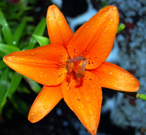 Lilium_DSC_0027.jpg