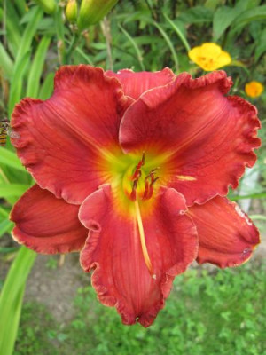 Mississippi_Red_Dragon_16471.jpg