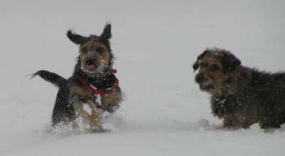 schneehunde.jpg