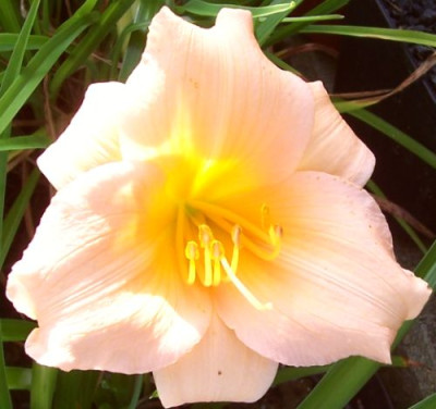 000_4027_apricot_Cimi.jpg