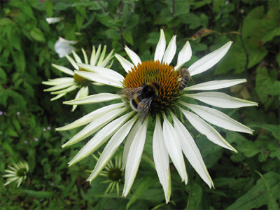 Echinacea_Jade_09.jpg