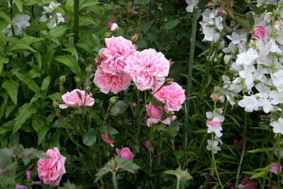 Rose_Home__Garden0509.jpg