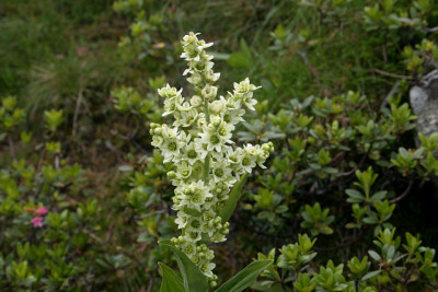Schlossalm0809.jpg