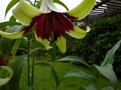 Lilium.nepalense.2.0909.jpg