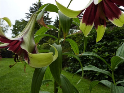 Lilium.nepalense-1-09.09.jpg