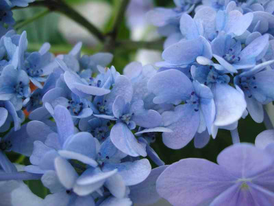 IMGP7146a.JPG