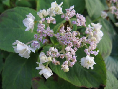 H_involucrata_HortensisIMG_1966_640x480.JPG