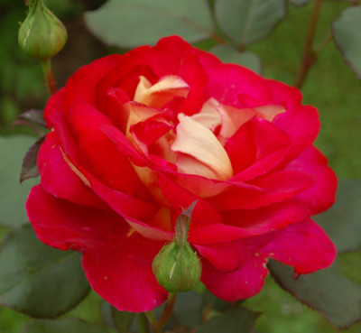 Bolshoi_0010__54592.jpg