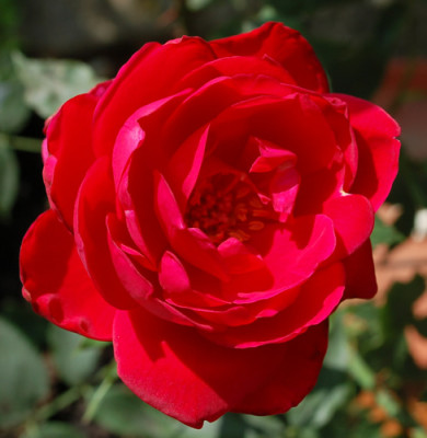 Mme_Fraculy_0011__54633.jpg