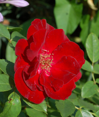 Schwarzer_Samt_0015__54702.jpg