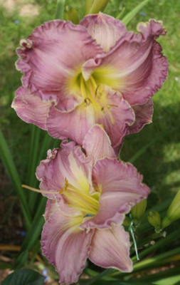 LavenderHeartthrob09.jpg