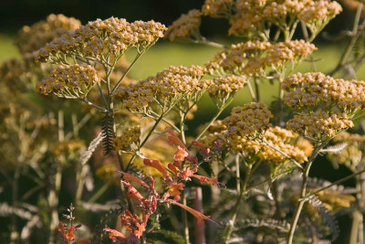 macranthas-Garten-090717-04.jpg