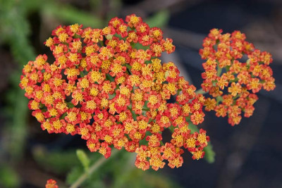 Achillea_Walter-Funcke_090716.jpg