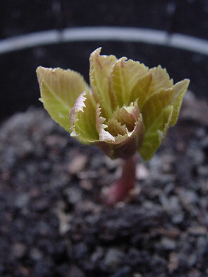 Helleborus_thibetanus_01.jpg