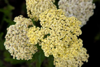 Achillea_Credo_090716-01.jpg