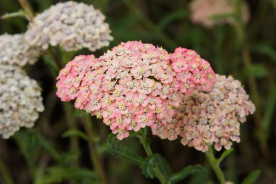 Achillea_Lachsschoenheit_090716-01.jpg
