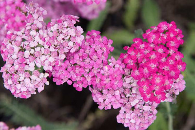 Achillea_Heidi_090716-01.jpg