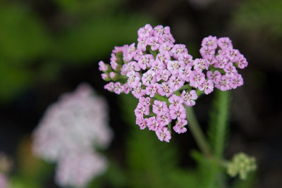 Achillea_Lilac-Beauty_090716-01.jpg