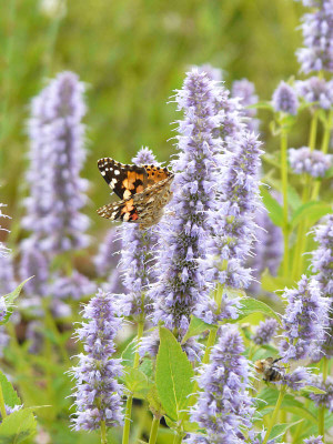 Agastache_blue_fortune_kl.jpg