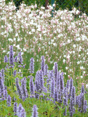Agastache_blue_fortune3_kl.jpg