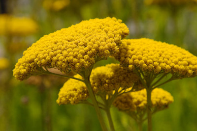 Achillea_Altgold_090716-01.jpg