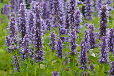 Agastache_Blue-Fortune_090716-01.jpg