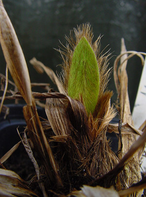 Meconopsis_Slieve_Donard_01.jpg
