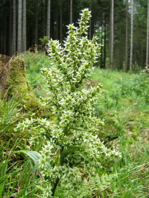 DSCF9589.JPG