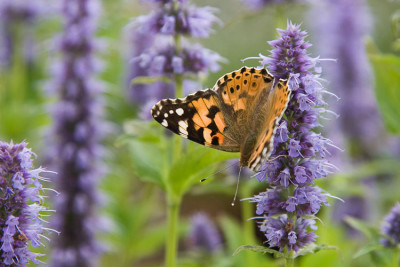 Agastache-mit-Gast.jpg