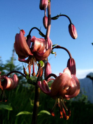 DSCF5342.JPG