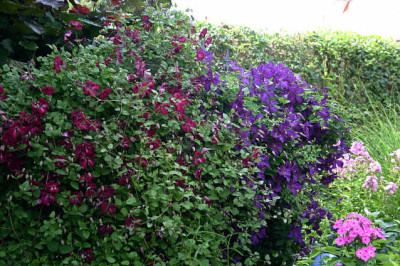 Cl.vit.Rubra_u.Polish_Spirit0409.jpg
