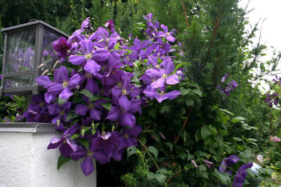 Cl._Jackmanni_0509a.jpg