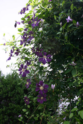 Cl.vit.Etoille_Violett0609.jpg