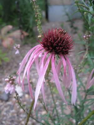 Echinacea_tenness_rth.jpg