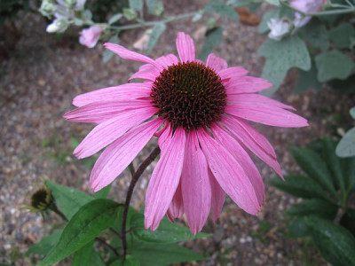 Echinacea_augustkoenigin.jpg