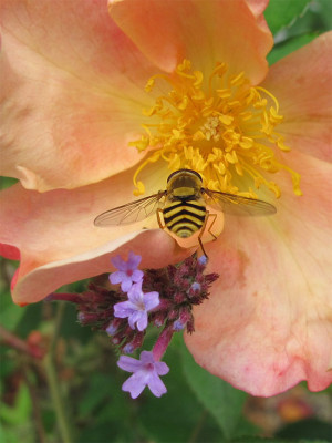 schwebefliege_mutabilis_01.jpg